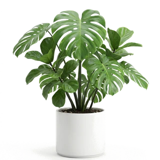 Potted Ceramic Monstera Plant